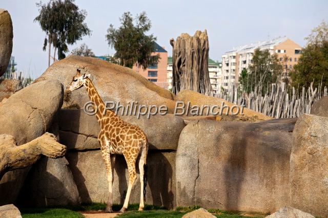 espagne valence 19.JPG - Girafe, Bioparc de Valence, Espagne